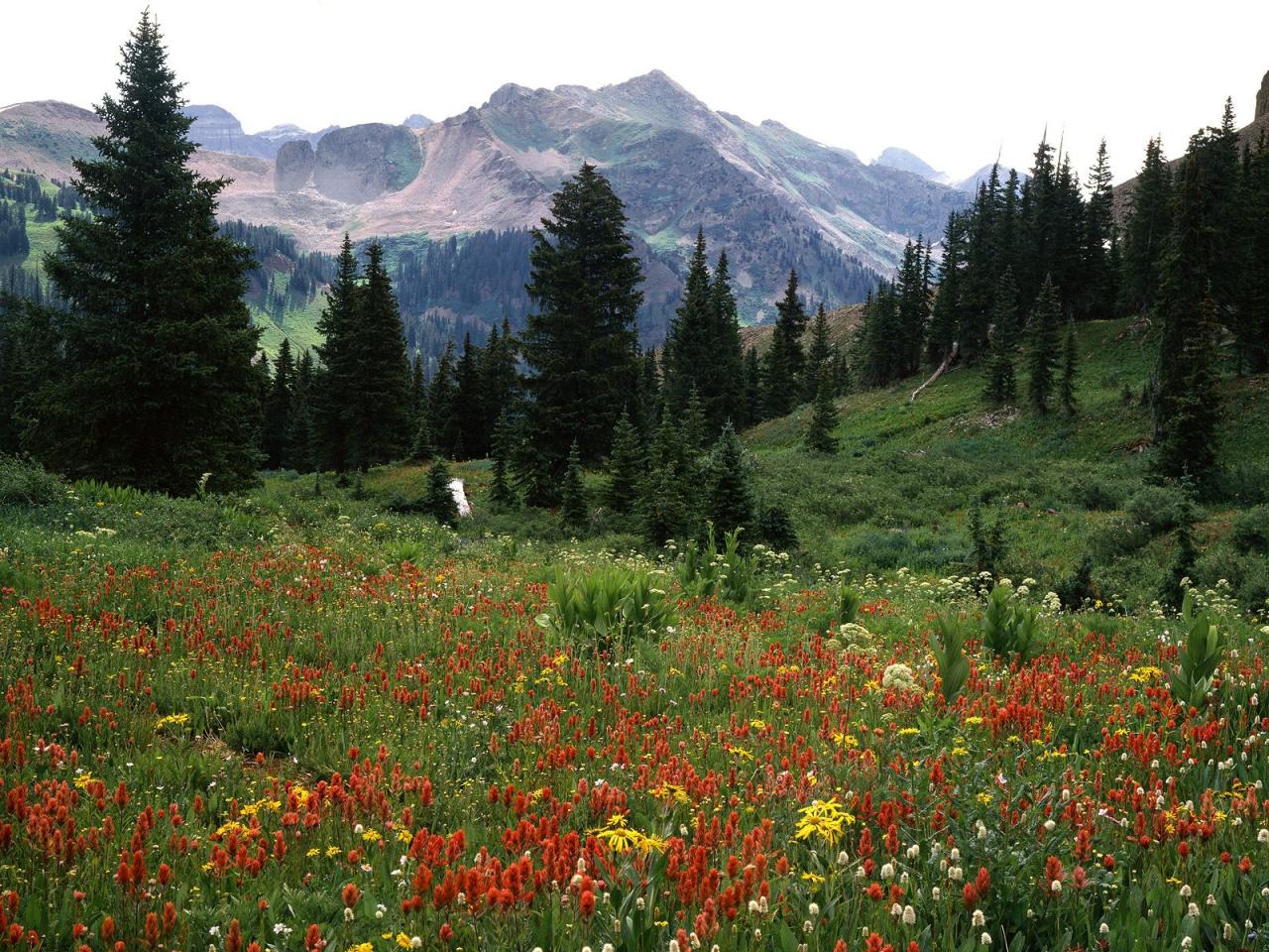 обои Blooming Wildflowers,   La Plata Mountains,   Colorado фото