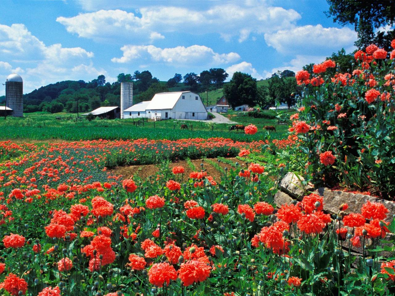 обои Farm and Poppies,   Bardstown,   Kentucky фото