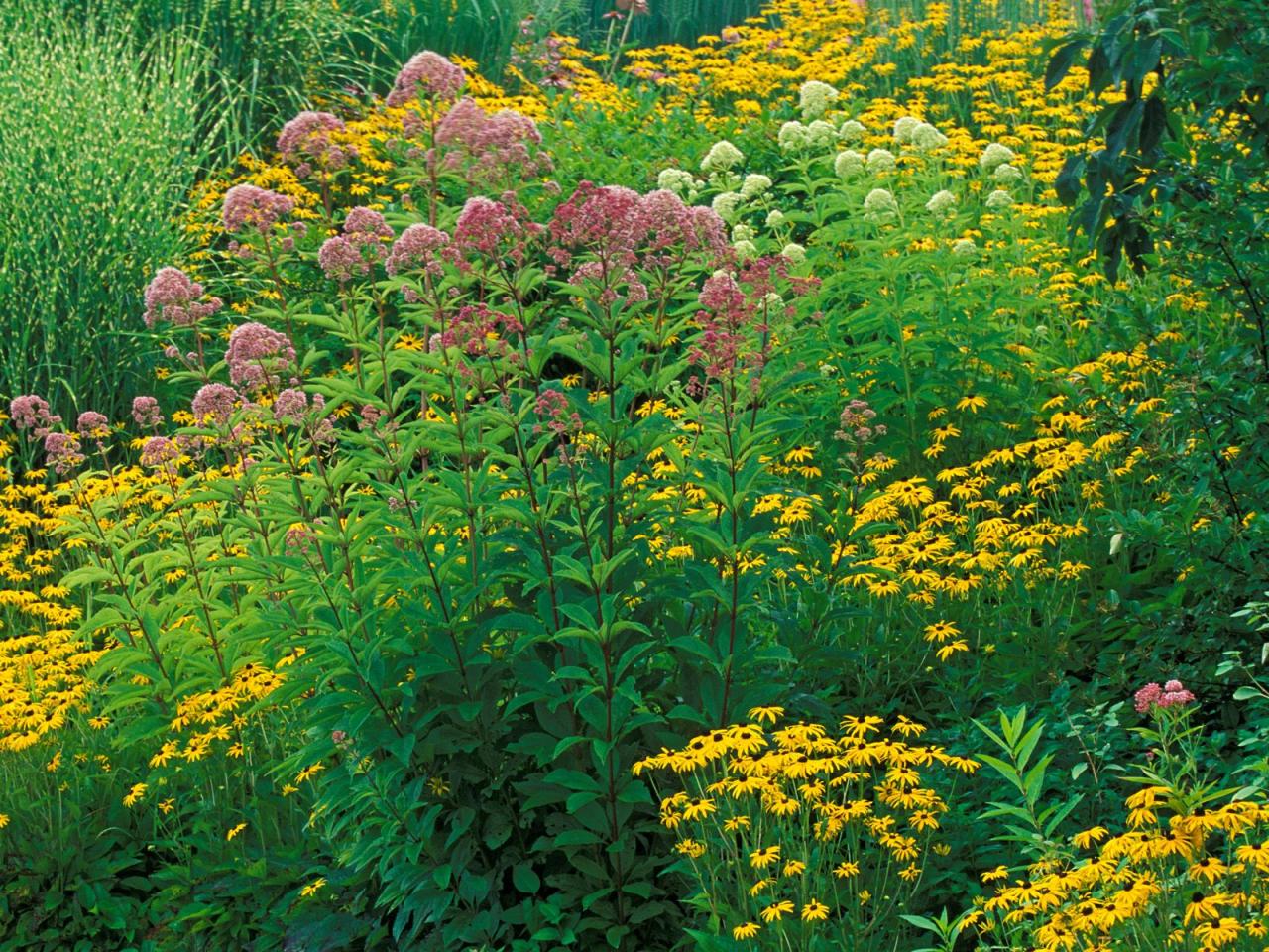 обои Joe-Pye Weed and Black-Eyed Susans фото