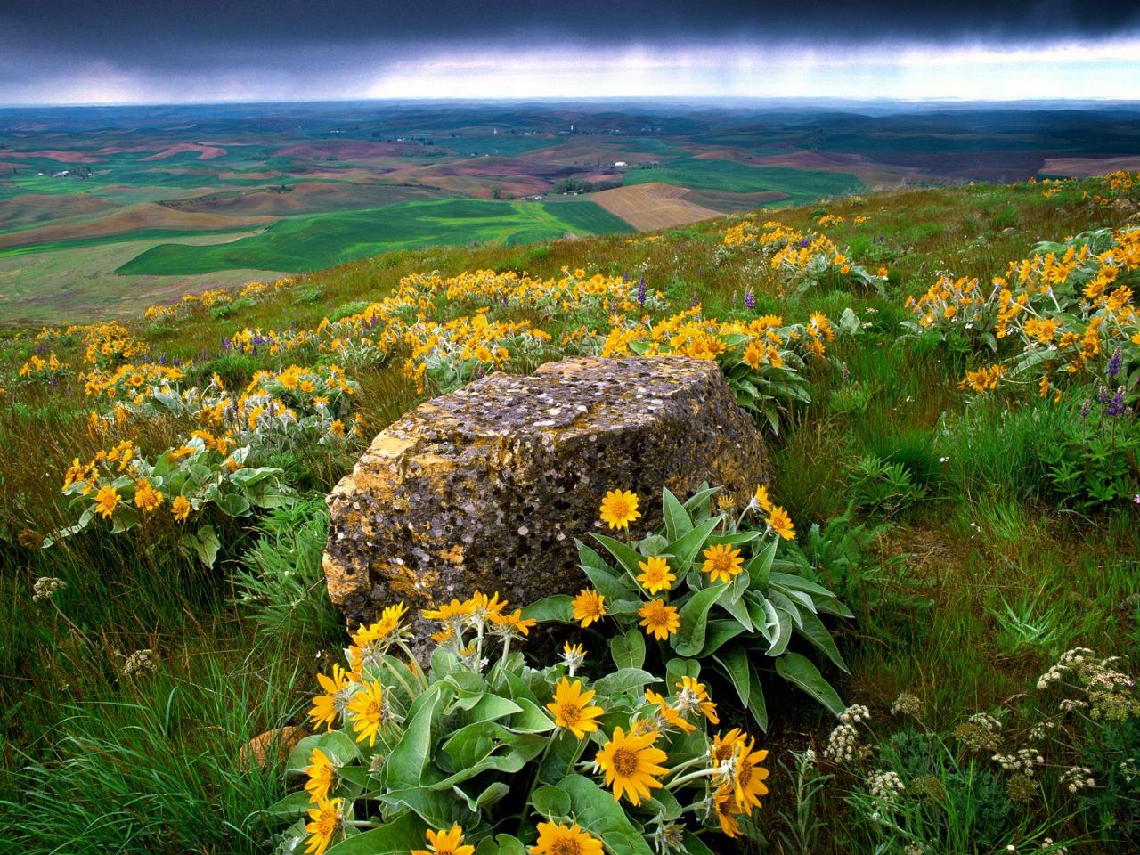 обои Palouse Farm Country,   Washington фото