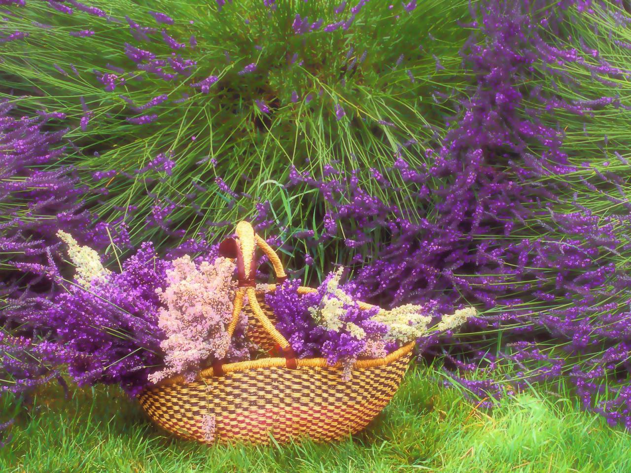 обои Picking Lavender фото