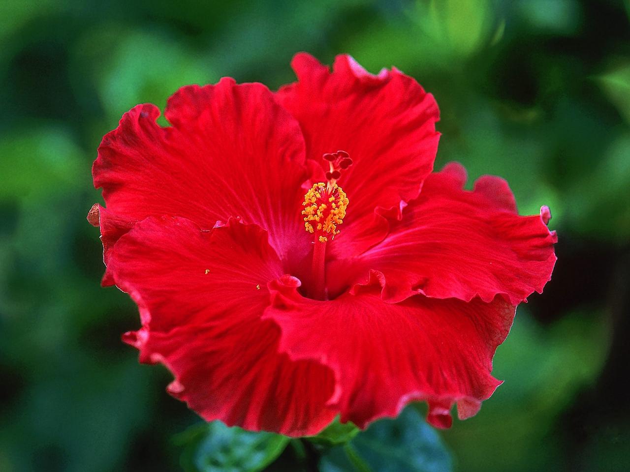 обои Red Hibiscus фото