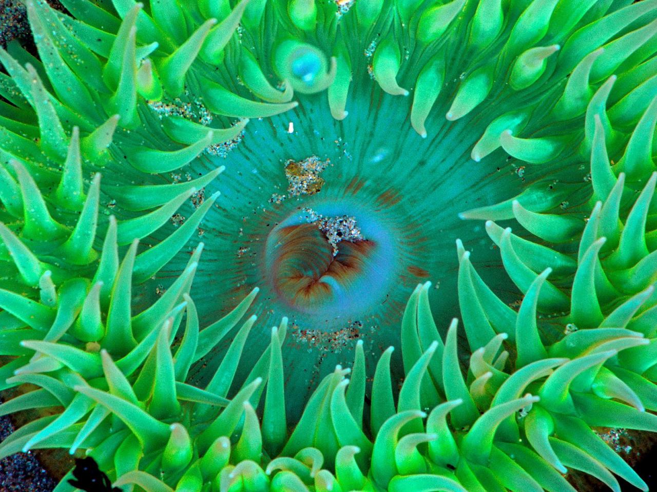 обои Sea Anemone фото