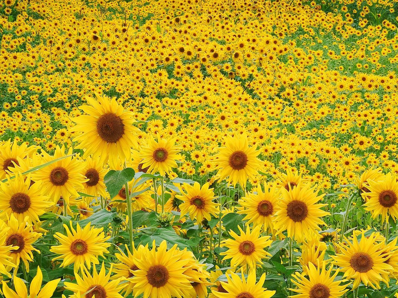 обои Sunflower Field фото