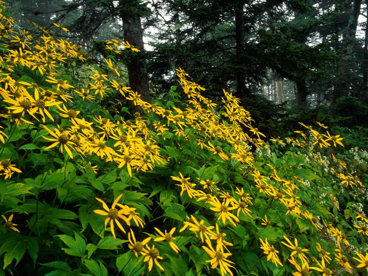 обои Woodland Sunflowers,   Great Smoky Mountains National Park,   Tennessee фото