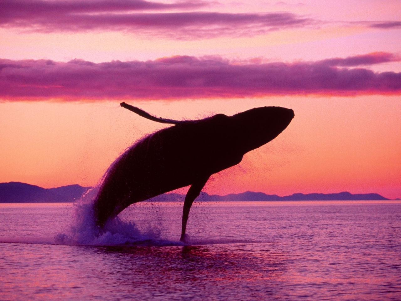 обои Crimson Flight,   Humpback Whale,   Alaska фото