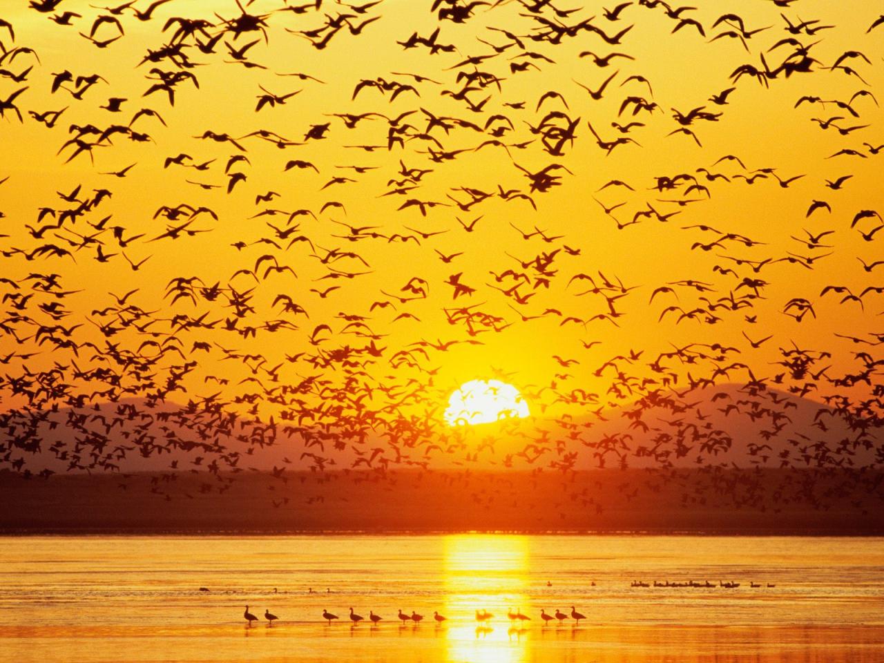 обои Canada Geese,   Tule Lake,   National Wildlife Refuge,   California фото