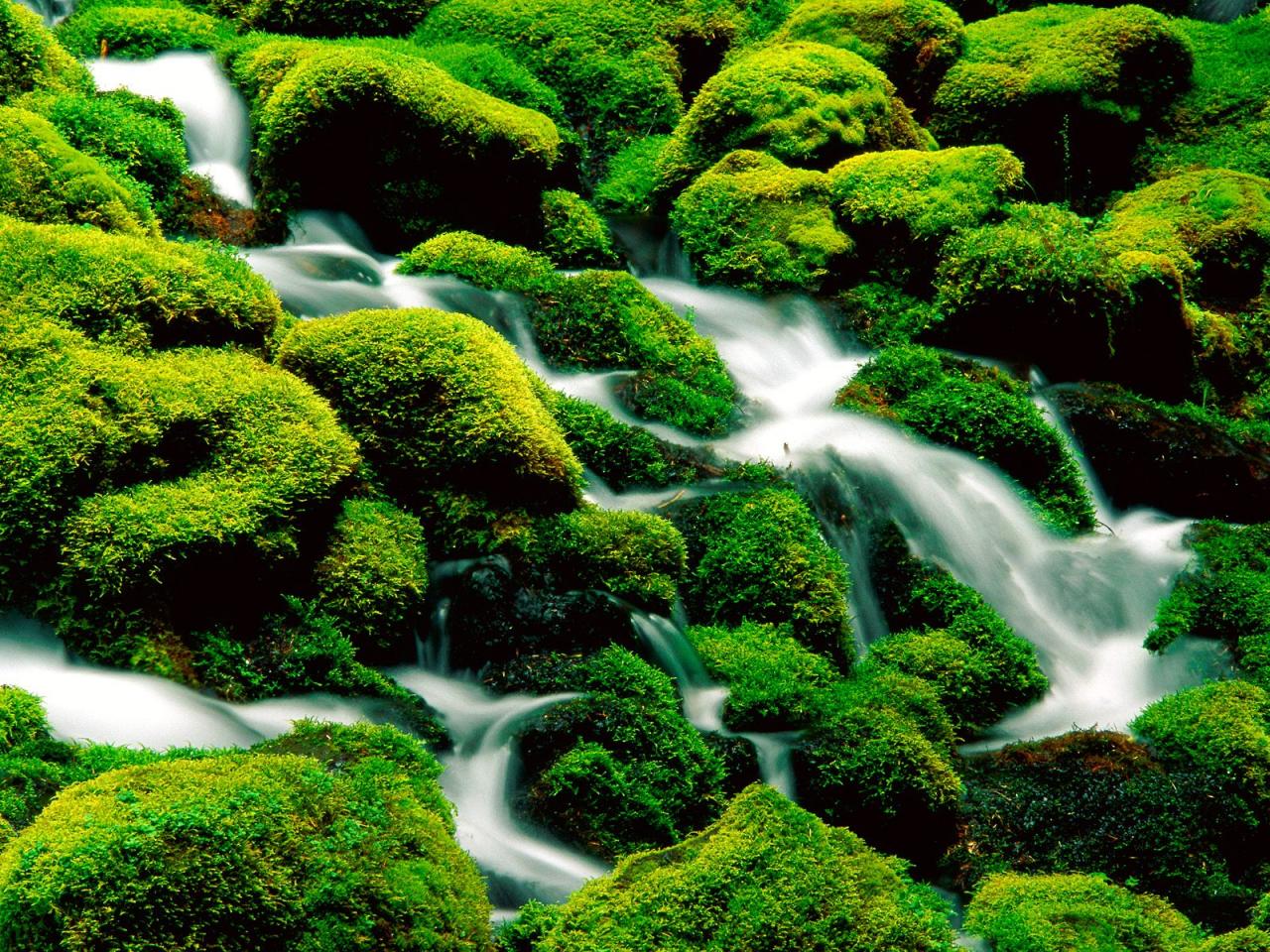 обои Clearwater Falls,   Umpqua National Forest,   Oregon фото