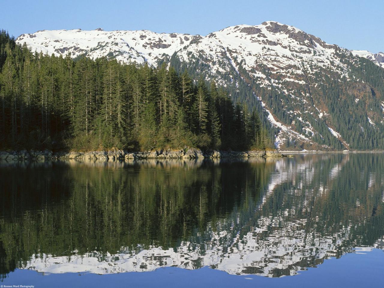 обои Coastal Sitka Spruce Forest,   Southeast Alaska фото