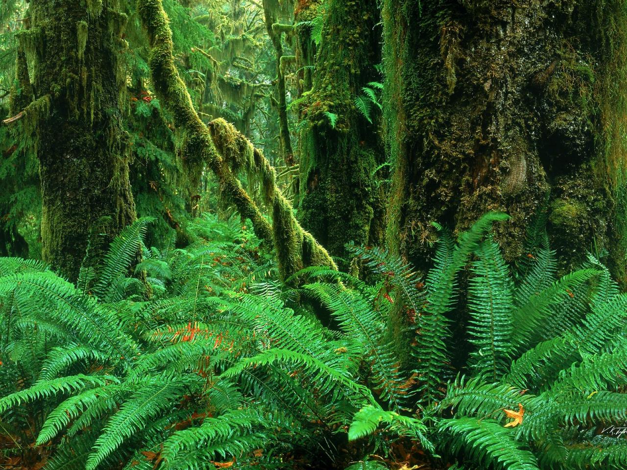 обои Hoh Rainforest,   Olympic National Park,   Washington фото