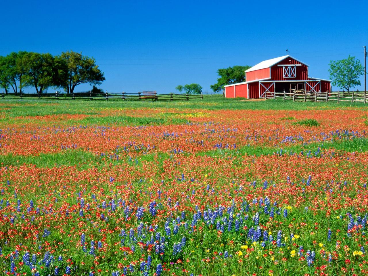 обои Red Barn and Texas Paintbrush,   Texas фото