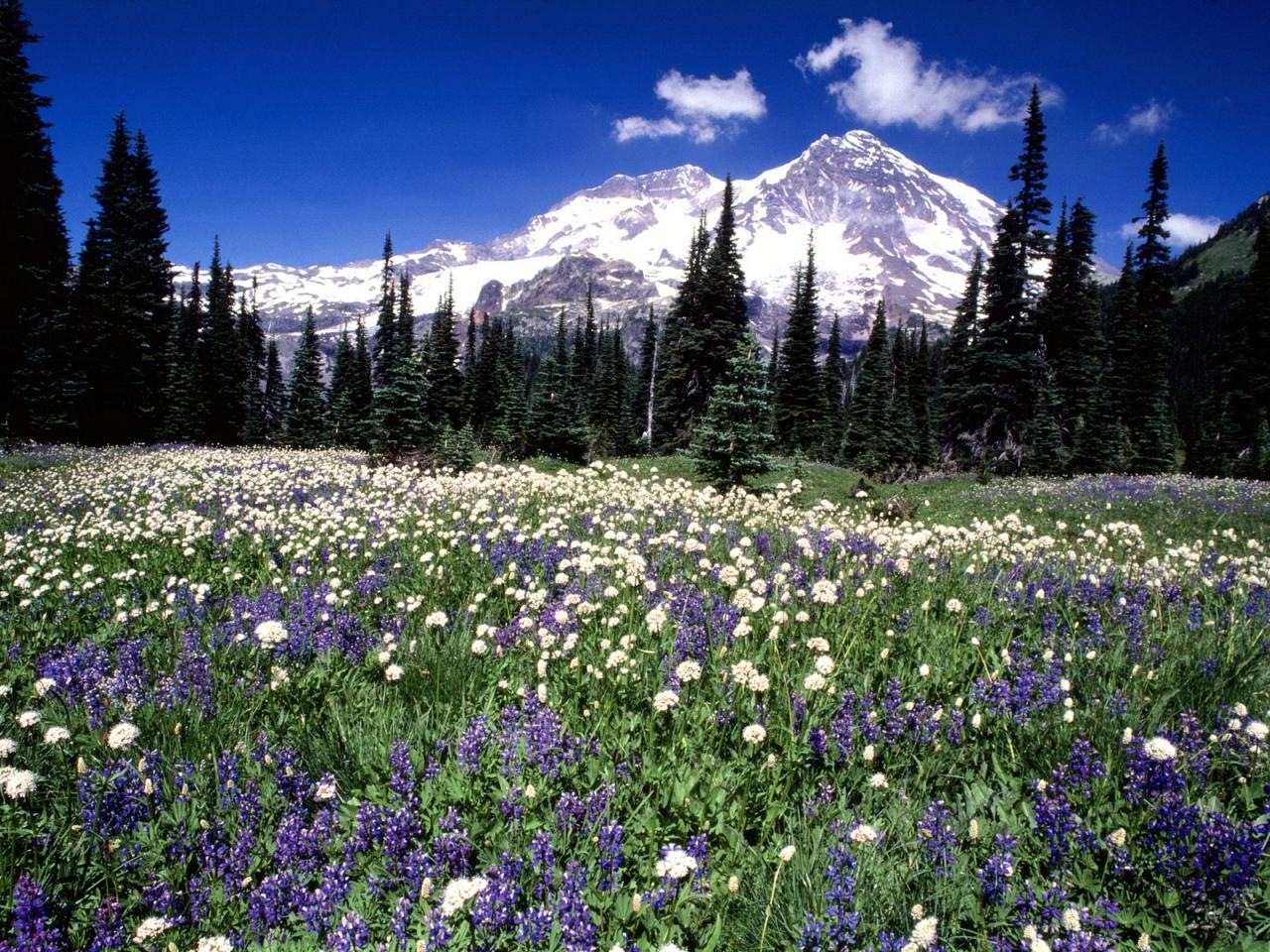 обои Seasonal Beauty,   Mount Rainier,   Washington фото