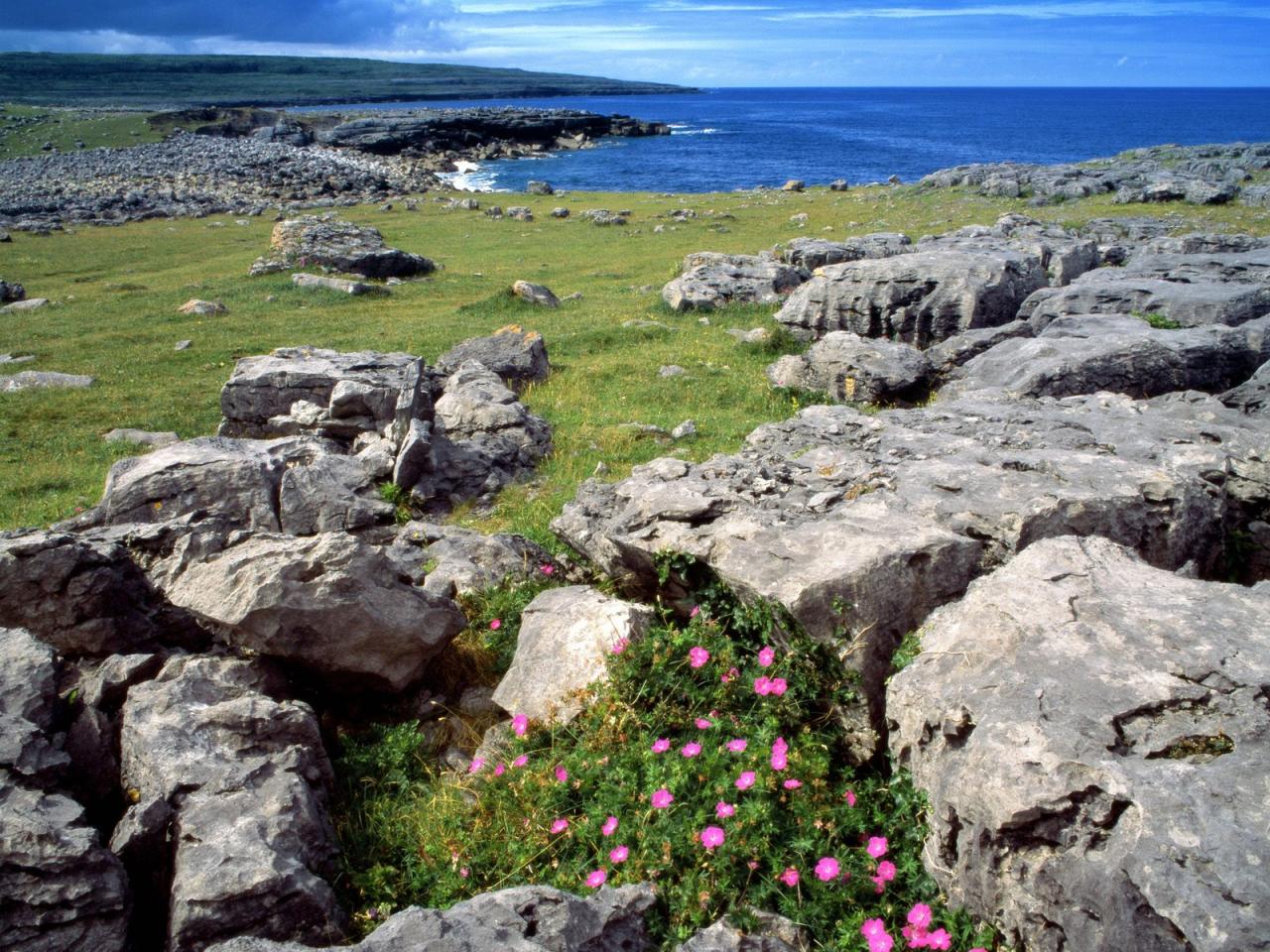 обои Wildflowers of the Burren,   Ireland фото