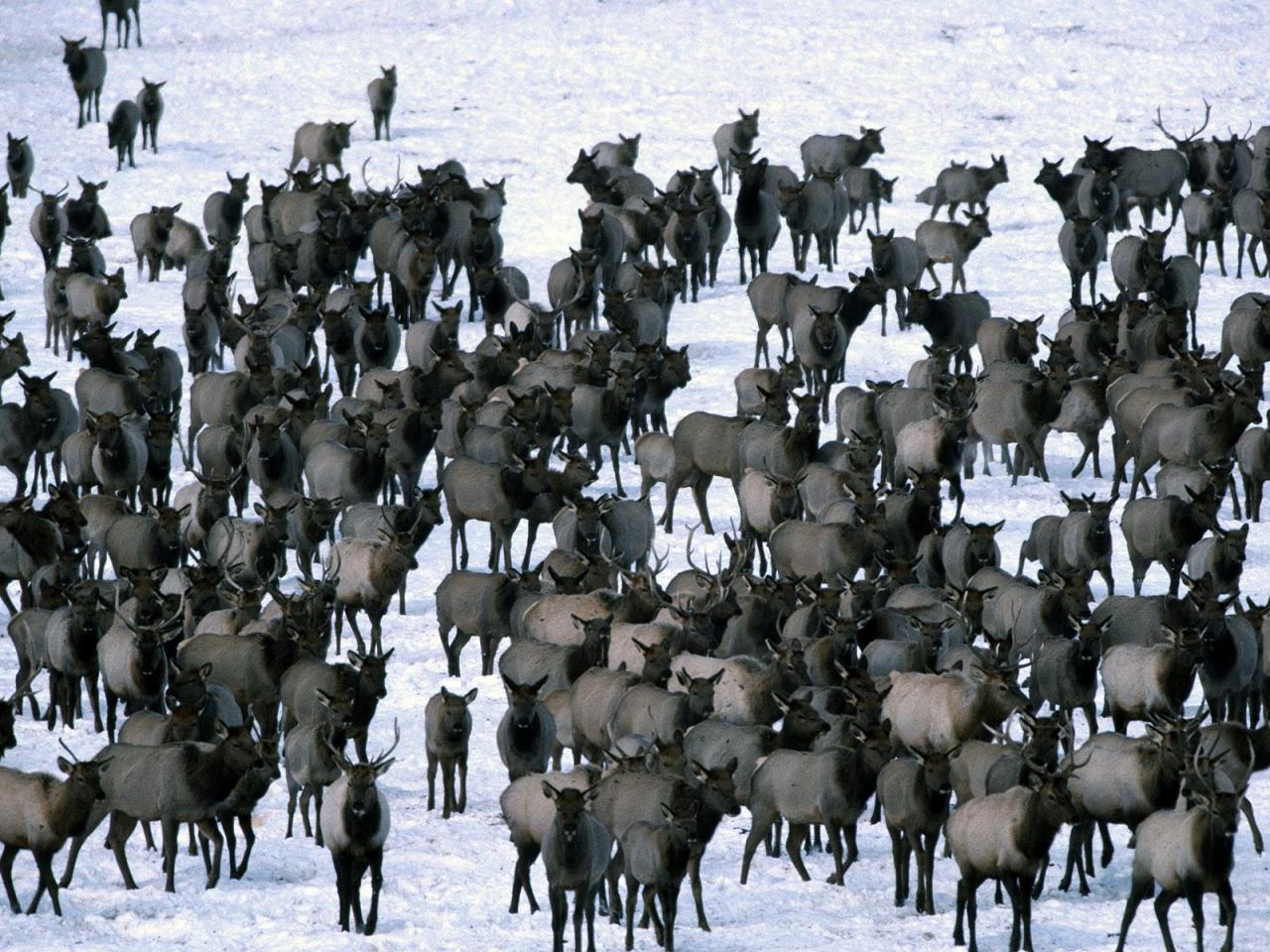 обои Winter Elk Herd,   Grand Teton National Park фото