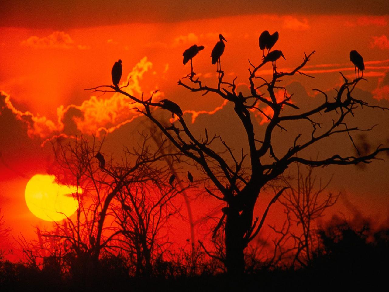 обои Botswana Sunset,   Africa фото