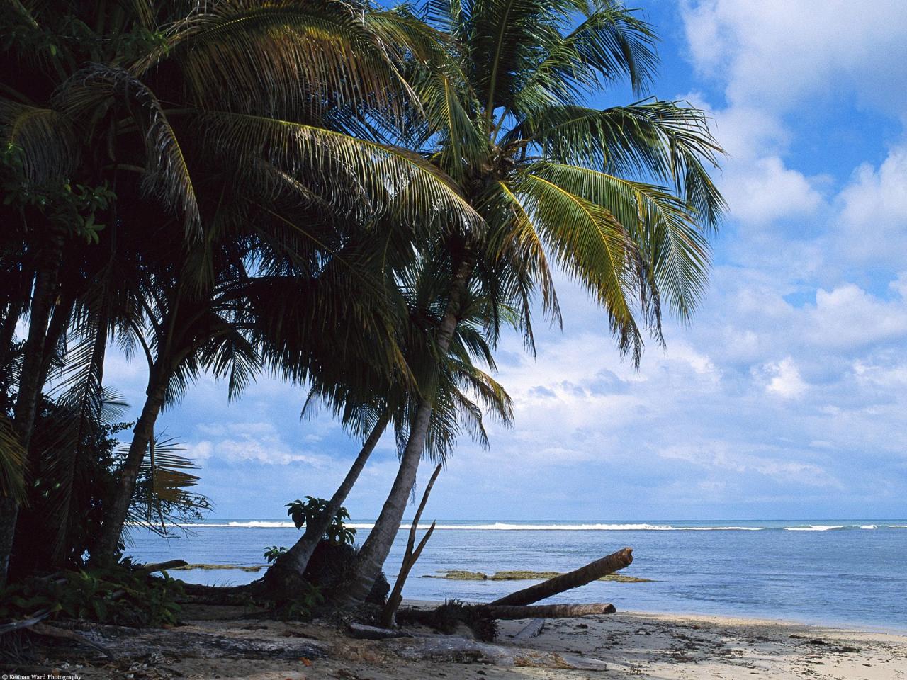 обои Coconut Palms on the Beach,   Costa Rica фото