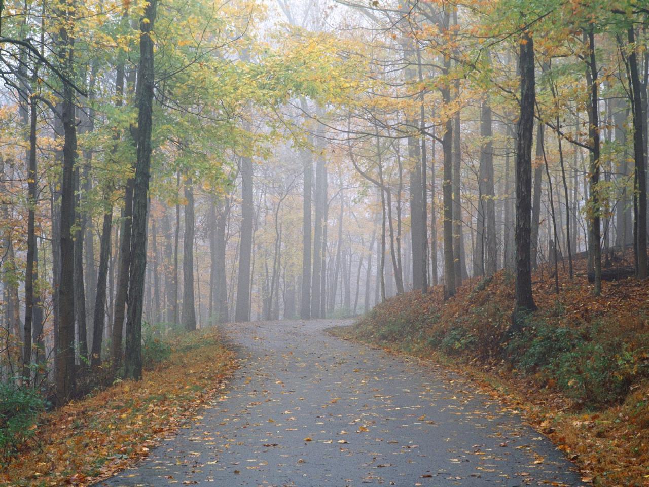 обои Morning Fog,   Percy Warner Park,   Nashville,   Tennessee фото