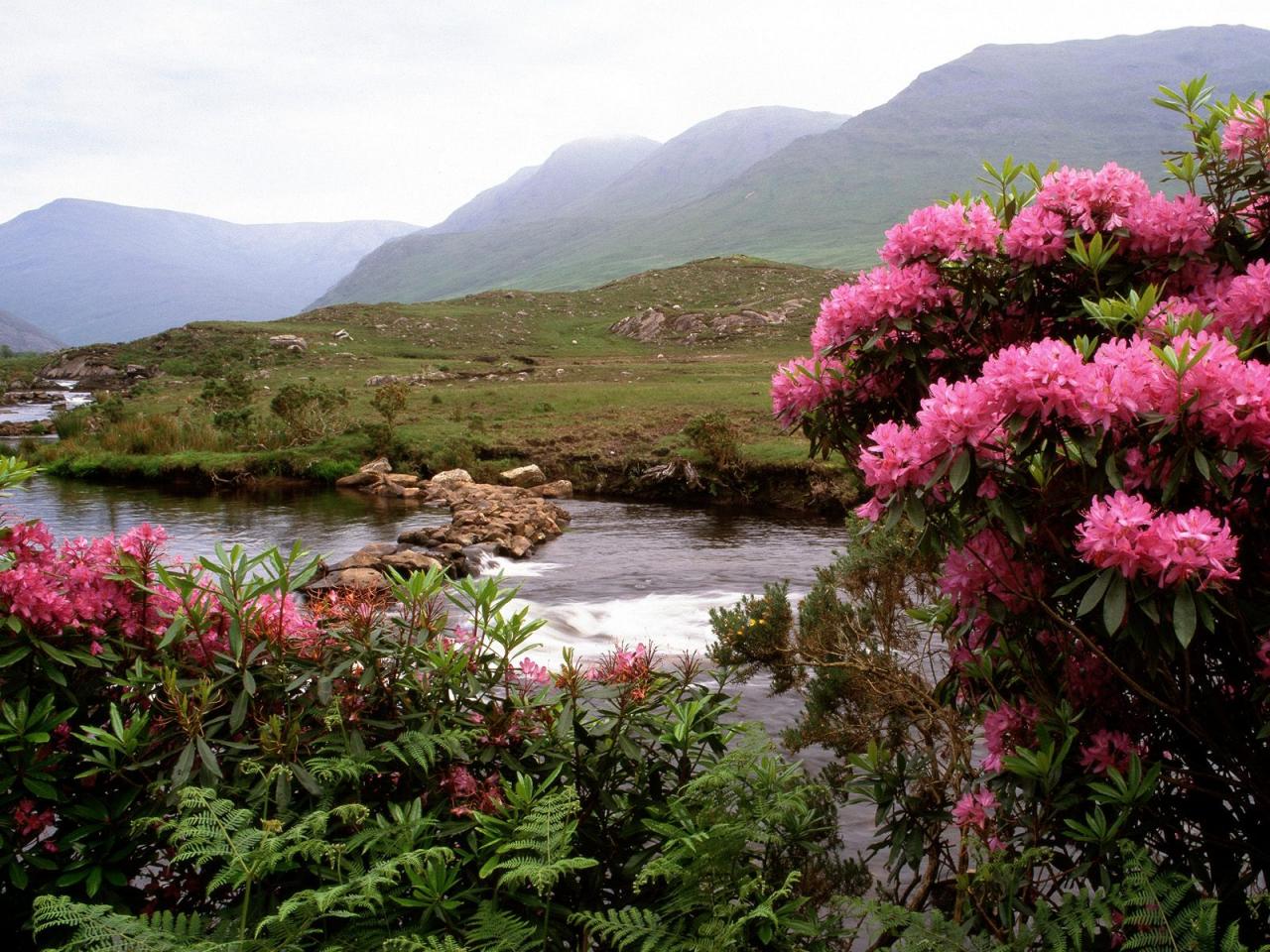 обои Rhododendrons Bloom Along the River Bundorragha,   Ireland фото