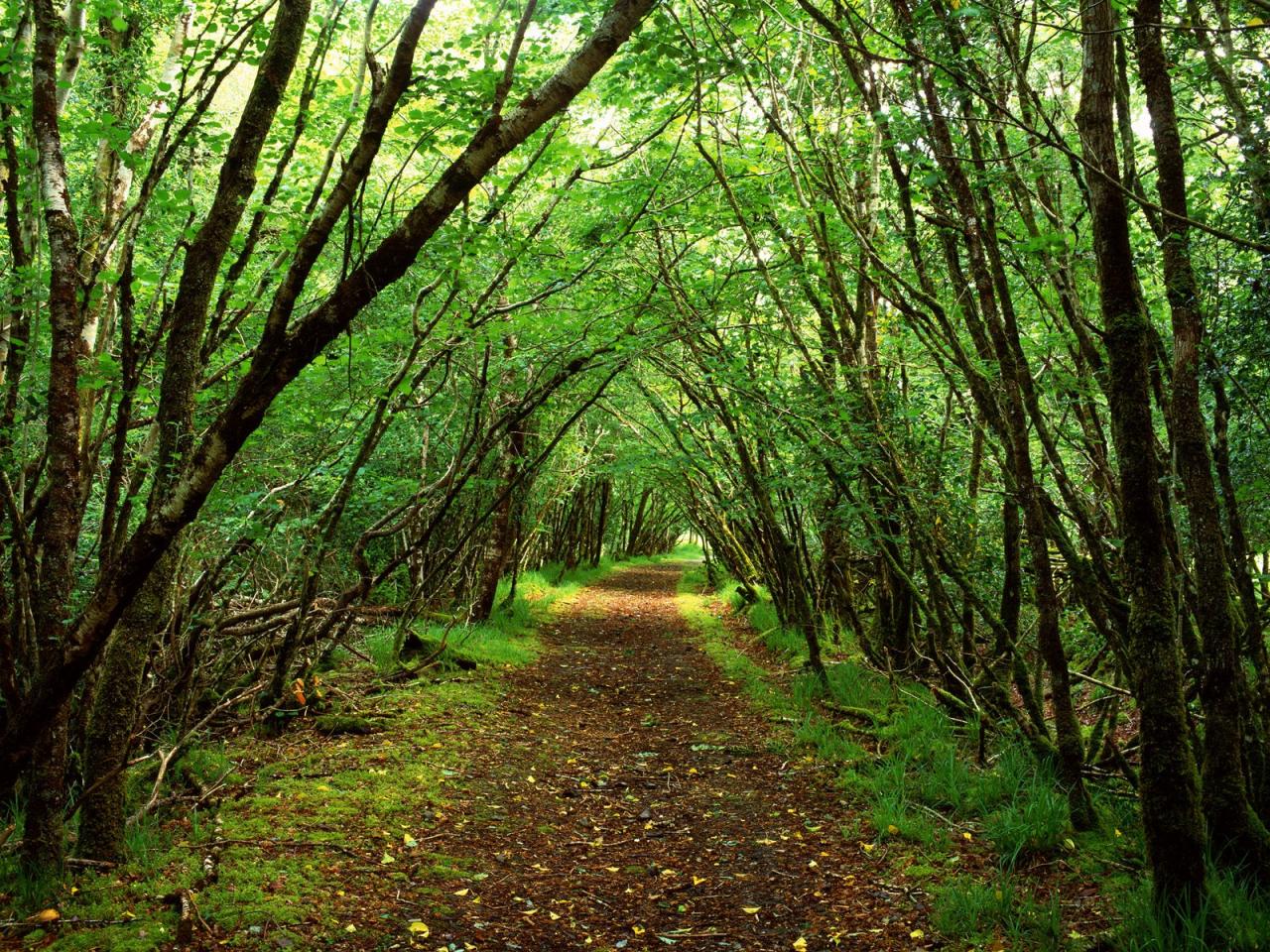 обои Rossacroo-na-loo Wood,   Near Kilgarvan,   County Kerry,   Ireland фото