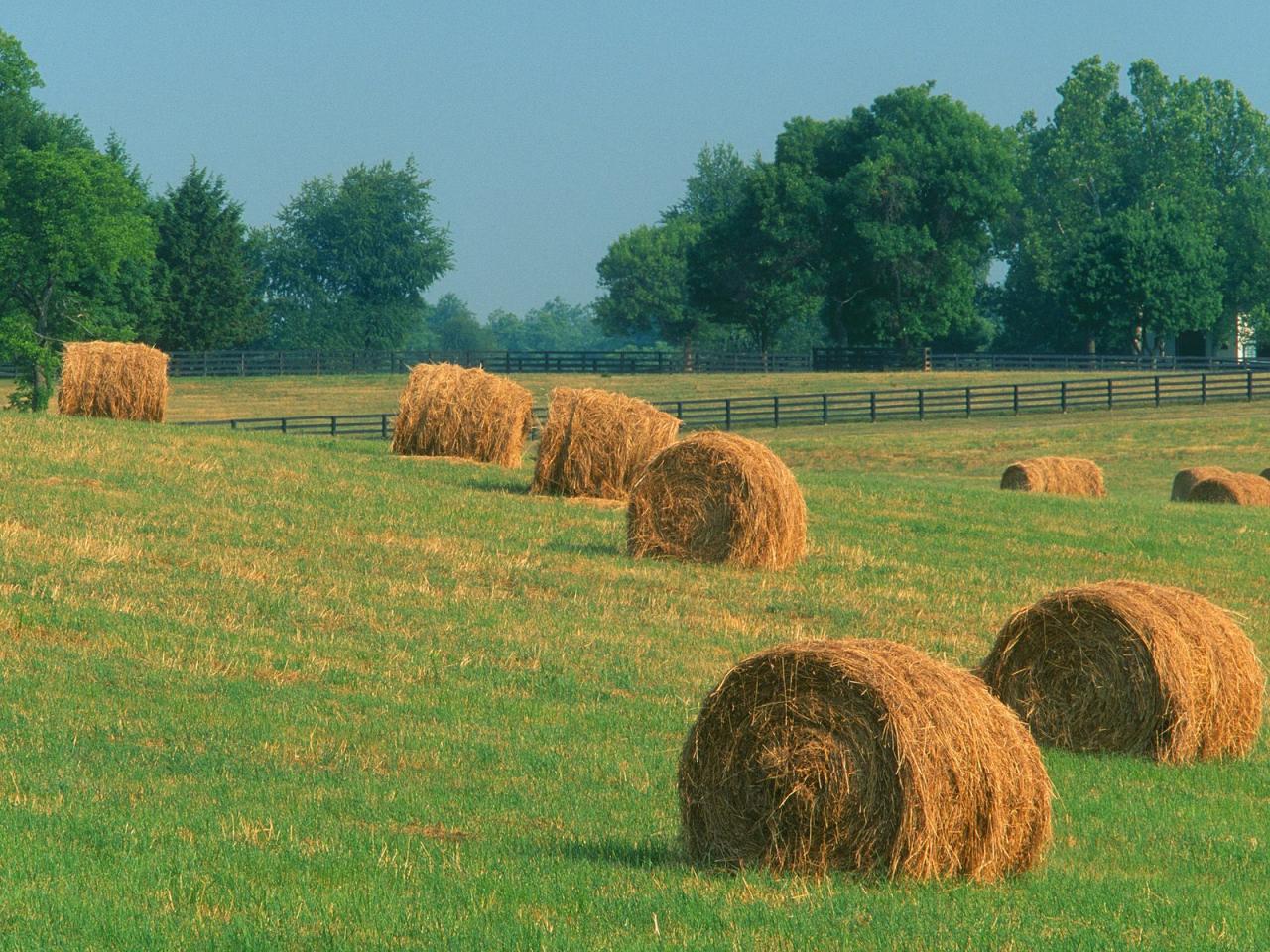 обои Summer Harvest,   Kentucky фото