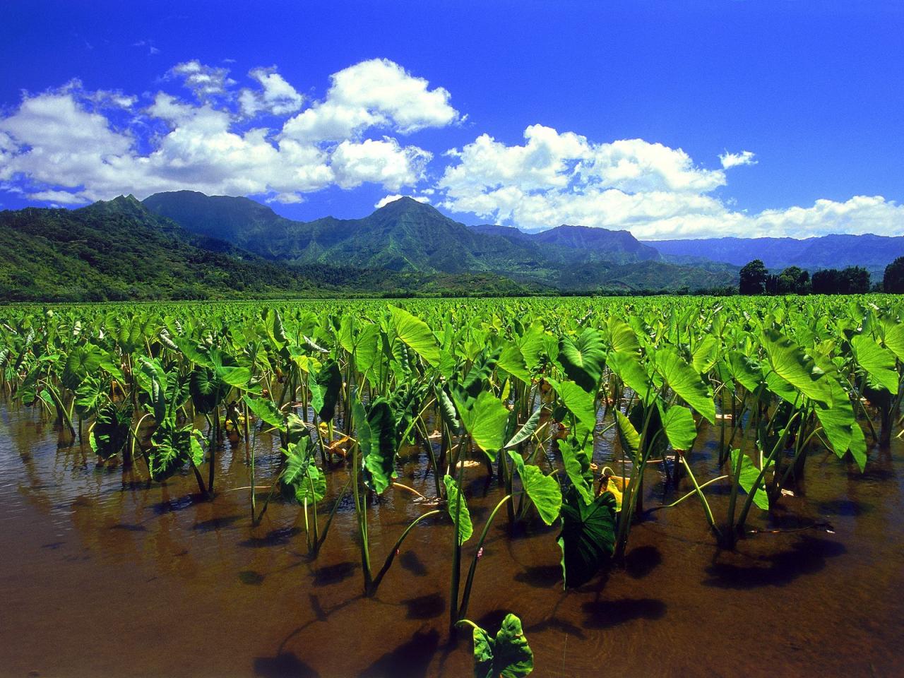 обои Taro Fields of Hanalei,   Kauai фото