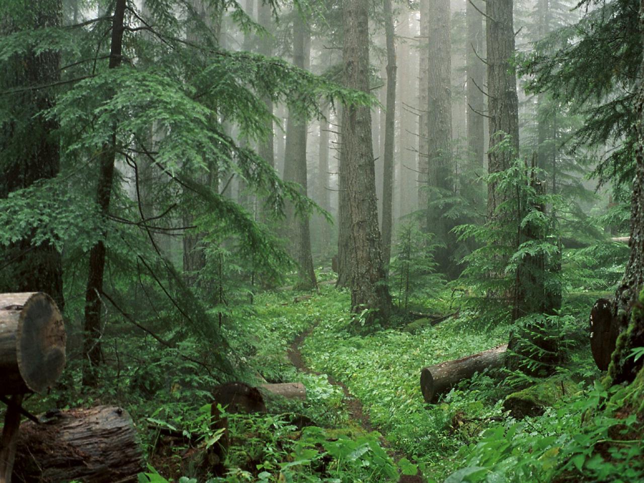 обои Through the Mist to Royal Basin,   Olympic National Park,   Washington фото