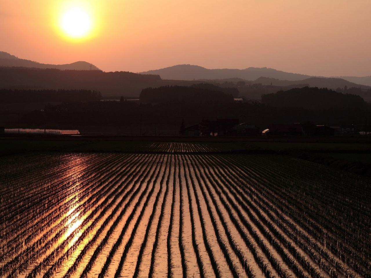 обои Огромное рисовое поле фото