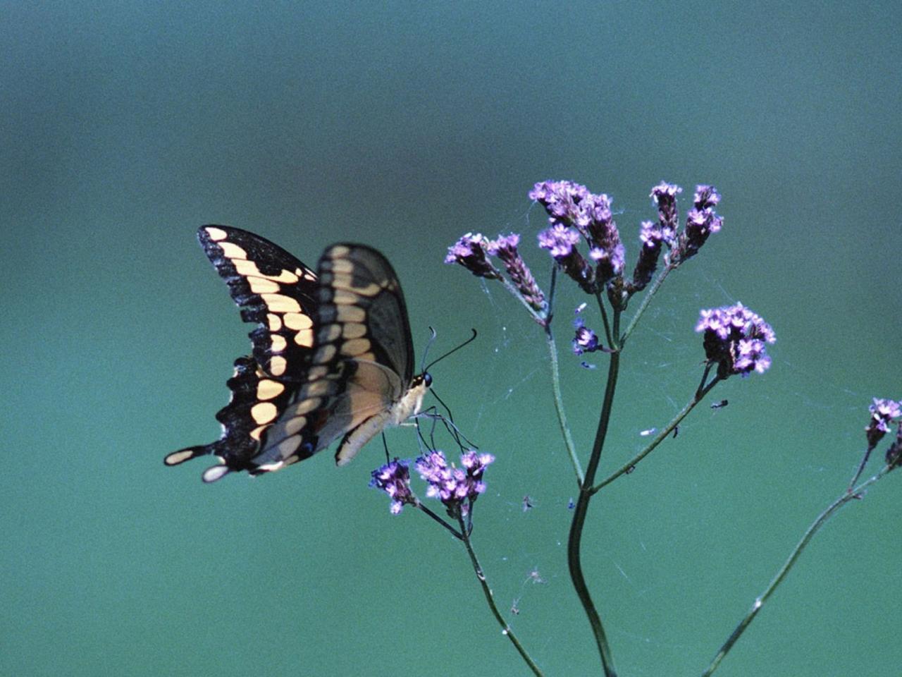 обои Бабочка Druryia antimachus фото