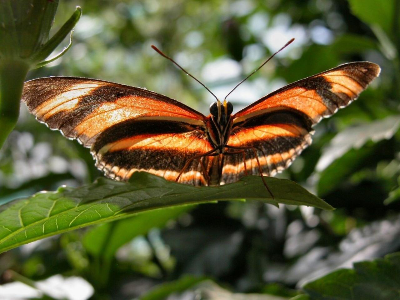 обои Бабочка Hamadryas velutina фото