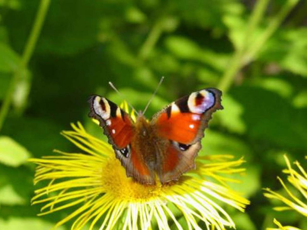 обои Бабочка Imbrasia zambesina фото