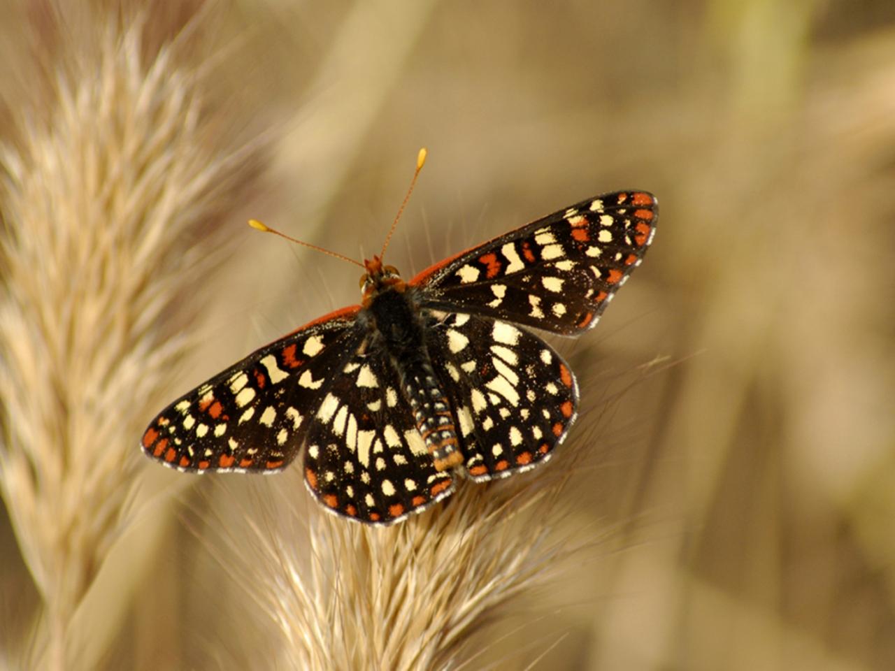 обои Бабочка Argentina Linnaeus фото