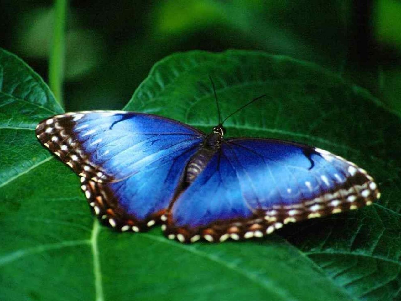 обои Бабочка Batesia hypochlora фото