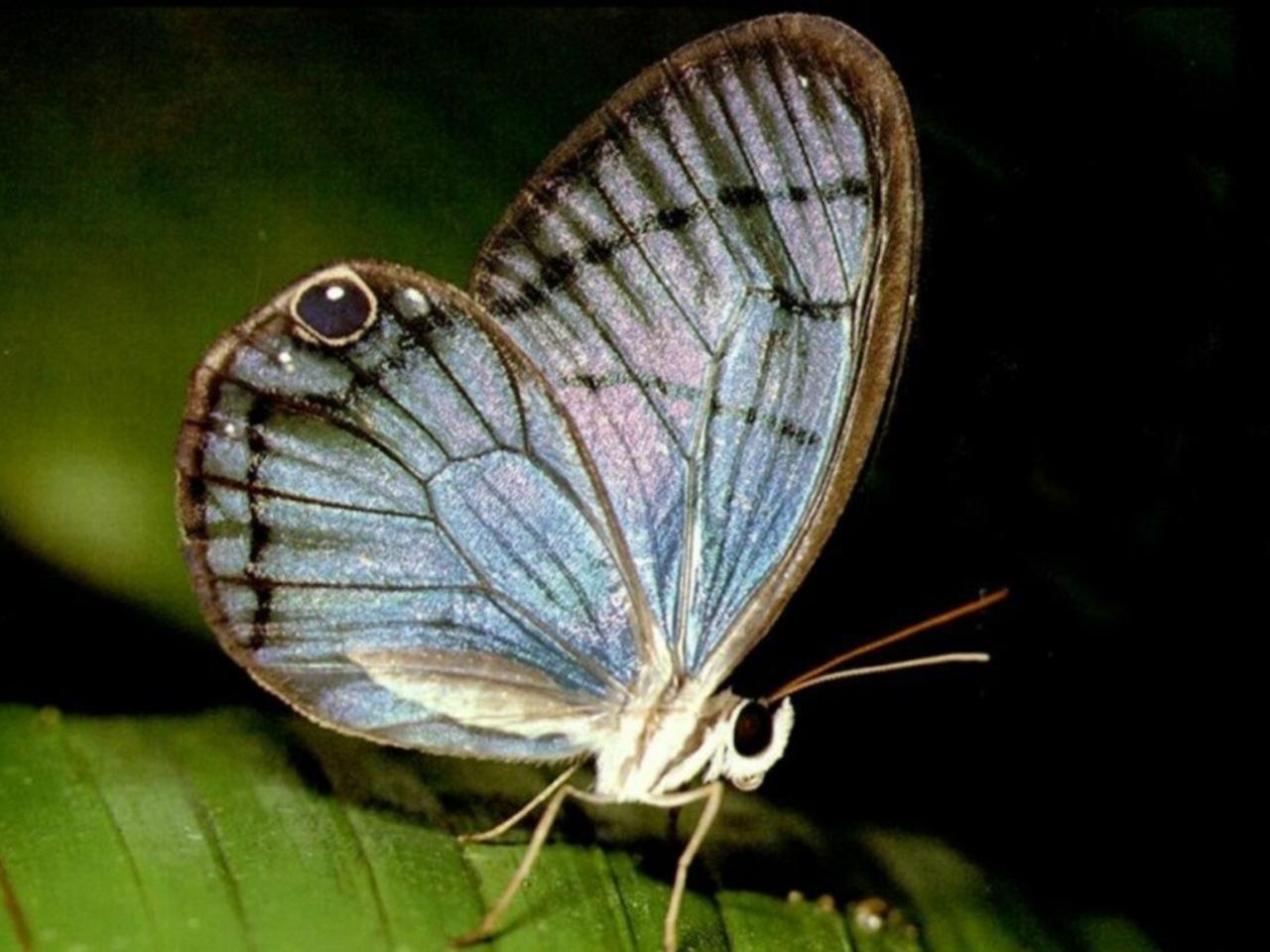 обои Бабочка Brahmaea wallichii фото