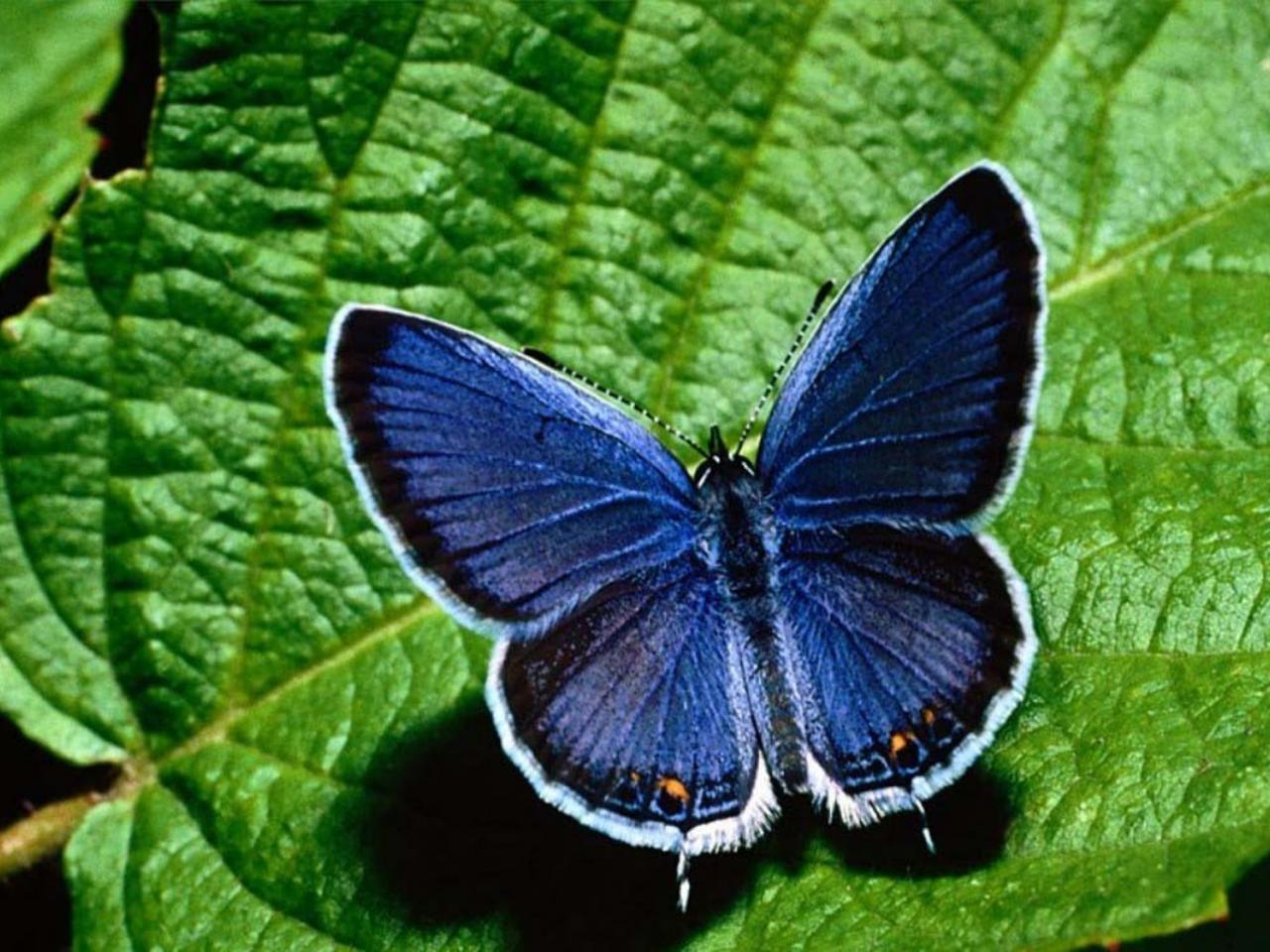 обои Бабочка Callicore cynosura фото