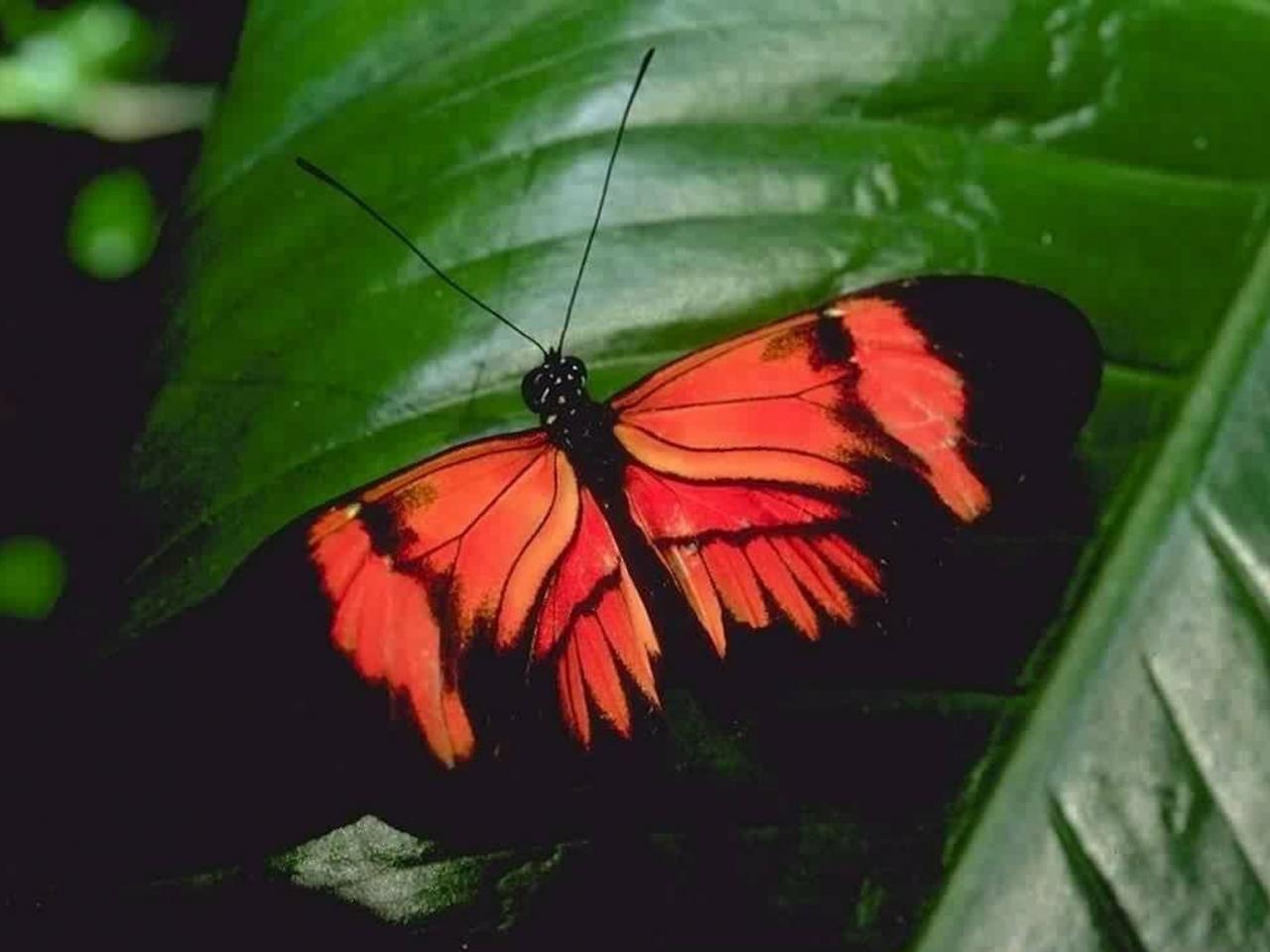 обои Бабочка Adhemarius dariensis фото