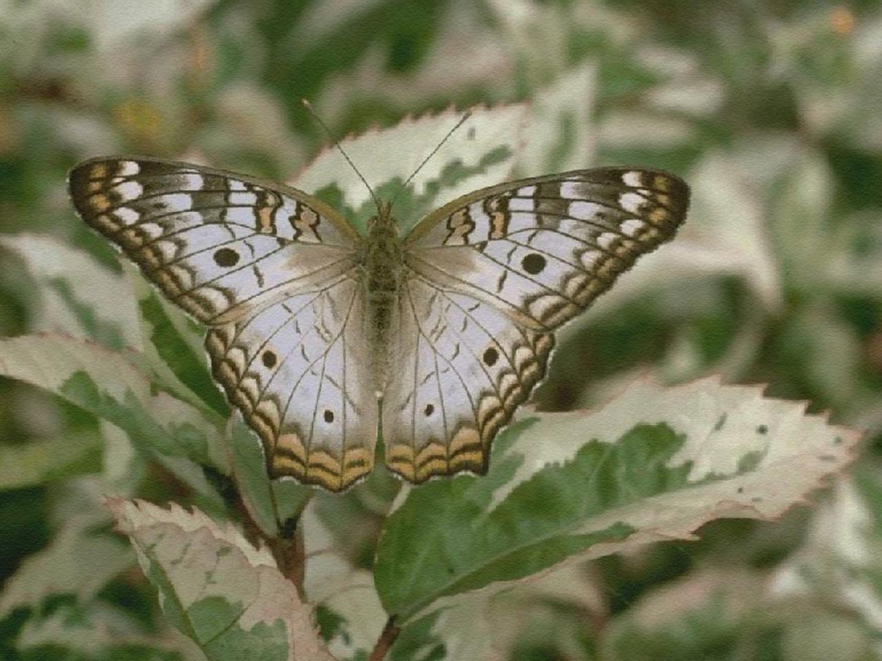 обои Бабочка Argynnis paphia фото