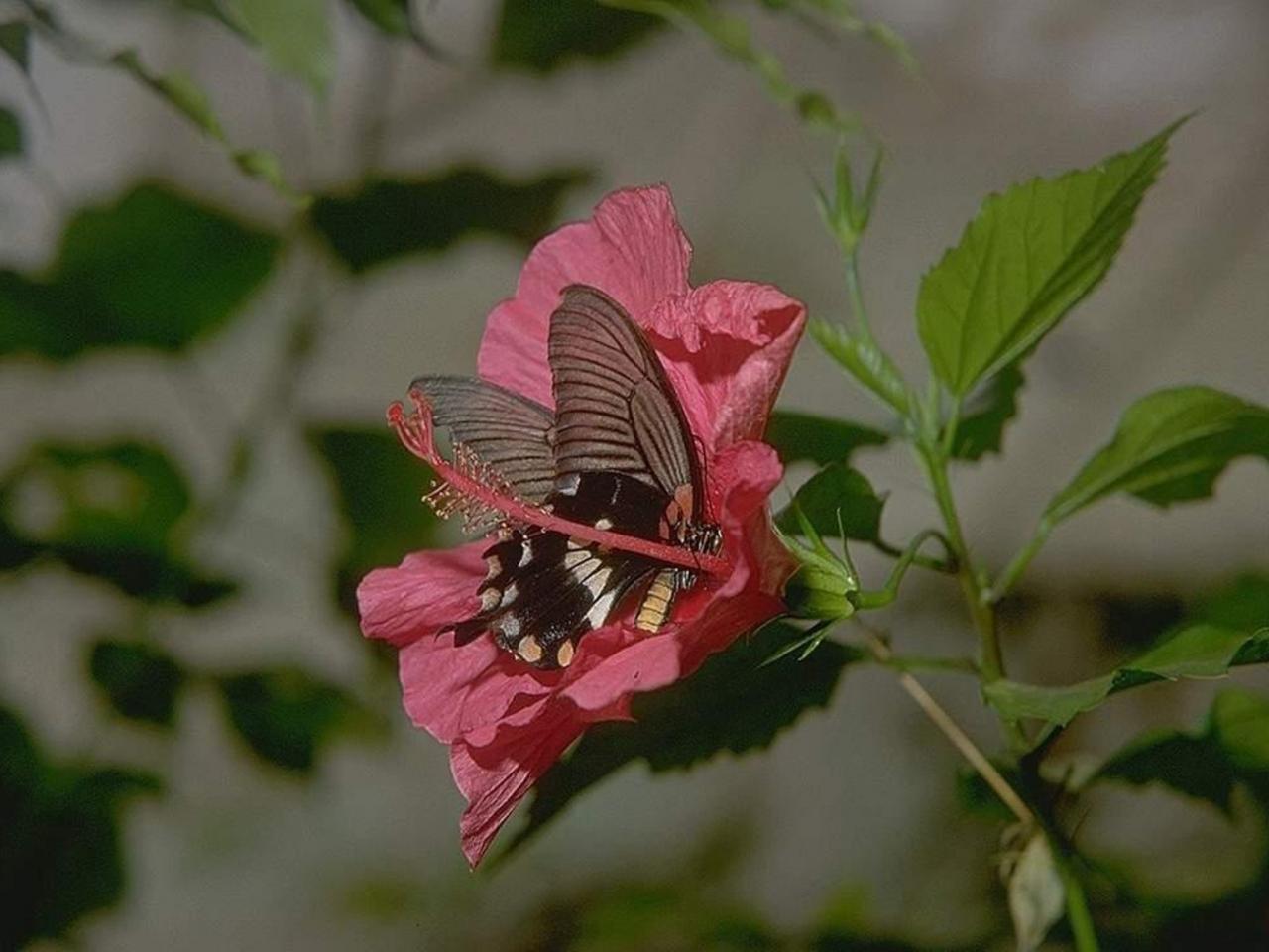 обои Бабочка Colias hyale фото