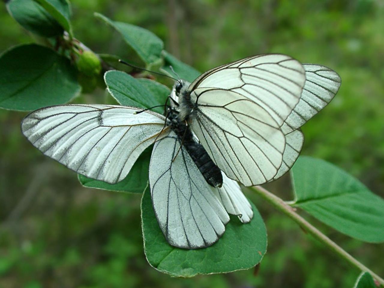 обои Бабочка Synanthedon vespiformis фото