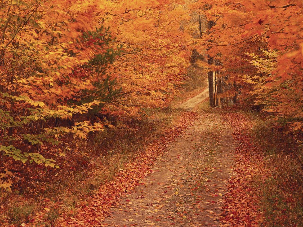 обои Осень в лесу фото