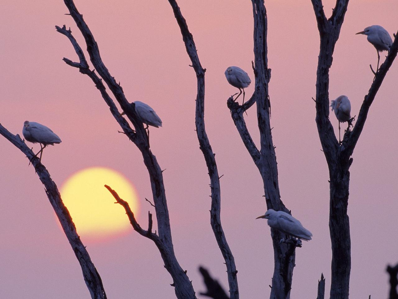 обои Perched Egrets at Sunset,   Texas фото