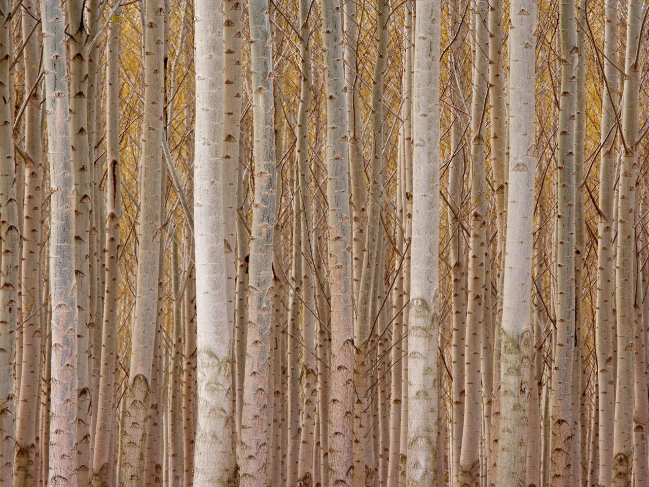 обои Poplar Trees Near Boardman,   Oregon фото