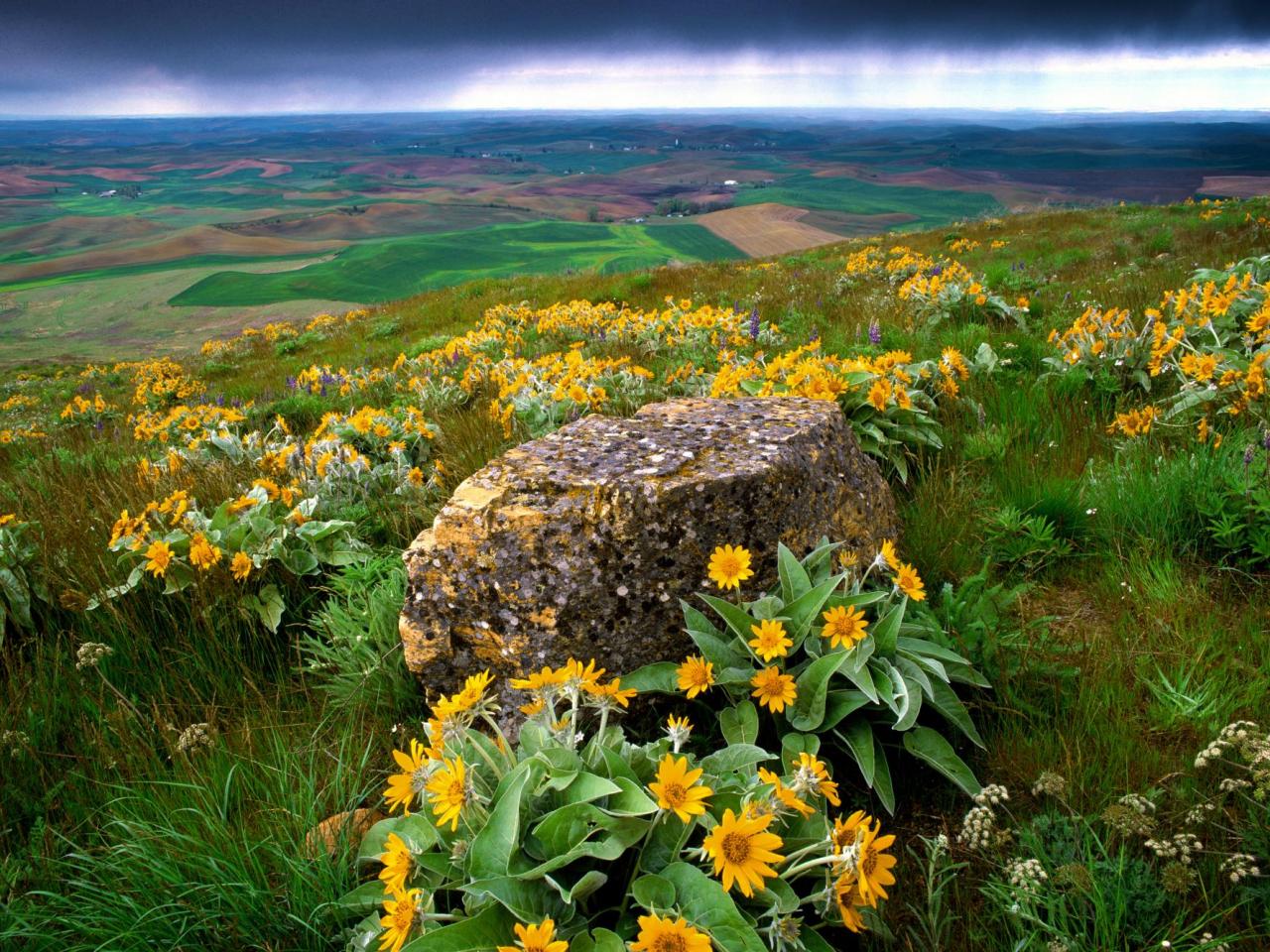 обои Palouse Farm Country,   Washington фото