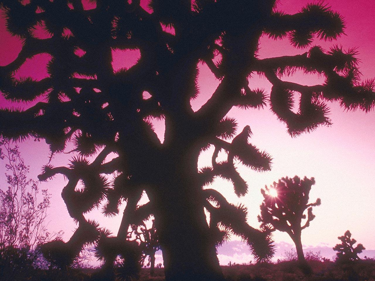 обои Дерево на фоне розового дерева фото