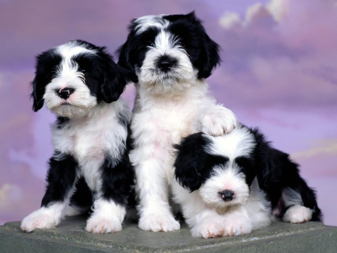 обои Ashlyn Tibetan Terriers фото