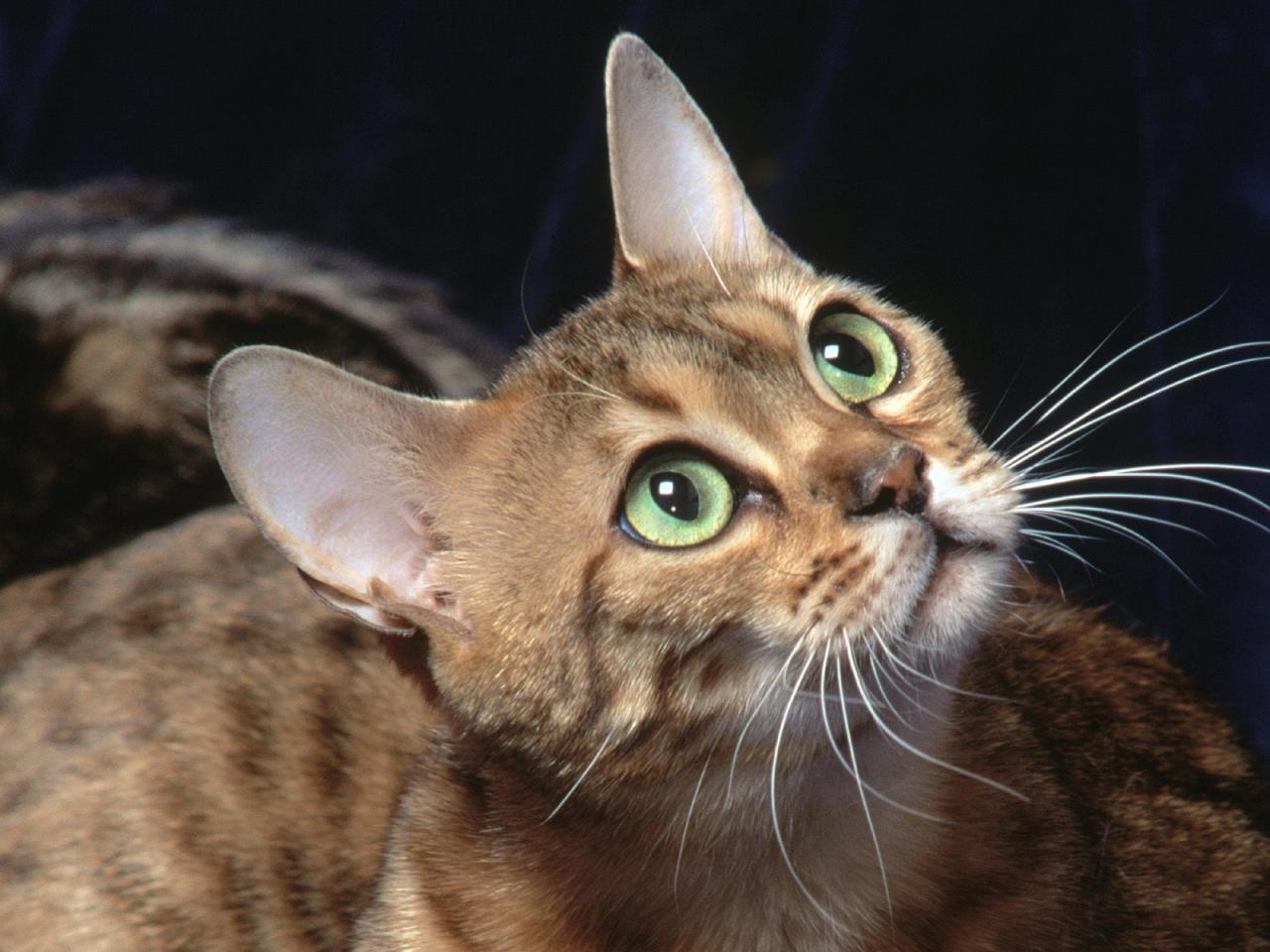 обои Attentive Bengal фото