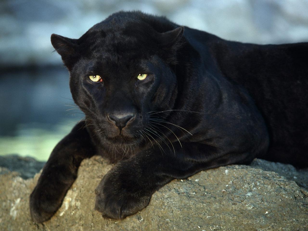 обои Black Leopard фото