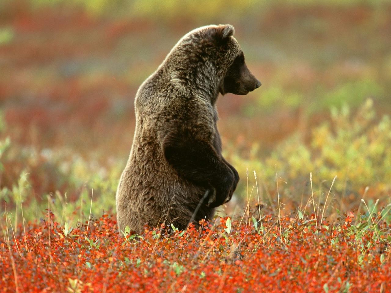 обои Grizzly Bear,   Denali National Park,   Alaska фото