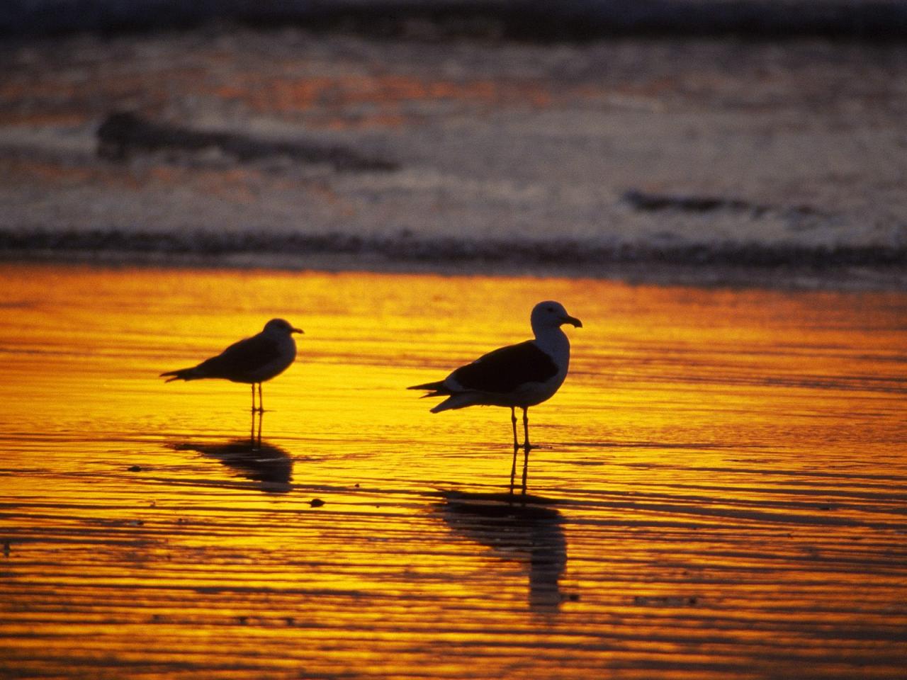 обои Seagulls at Sunset,   Southern California фото