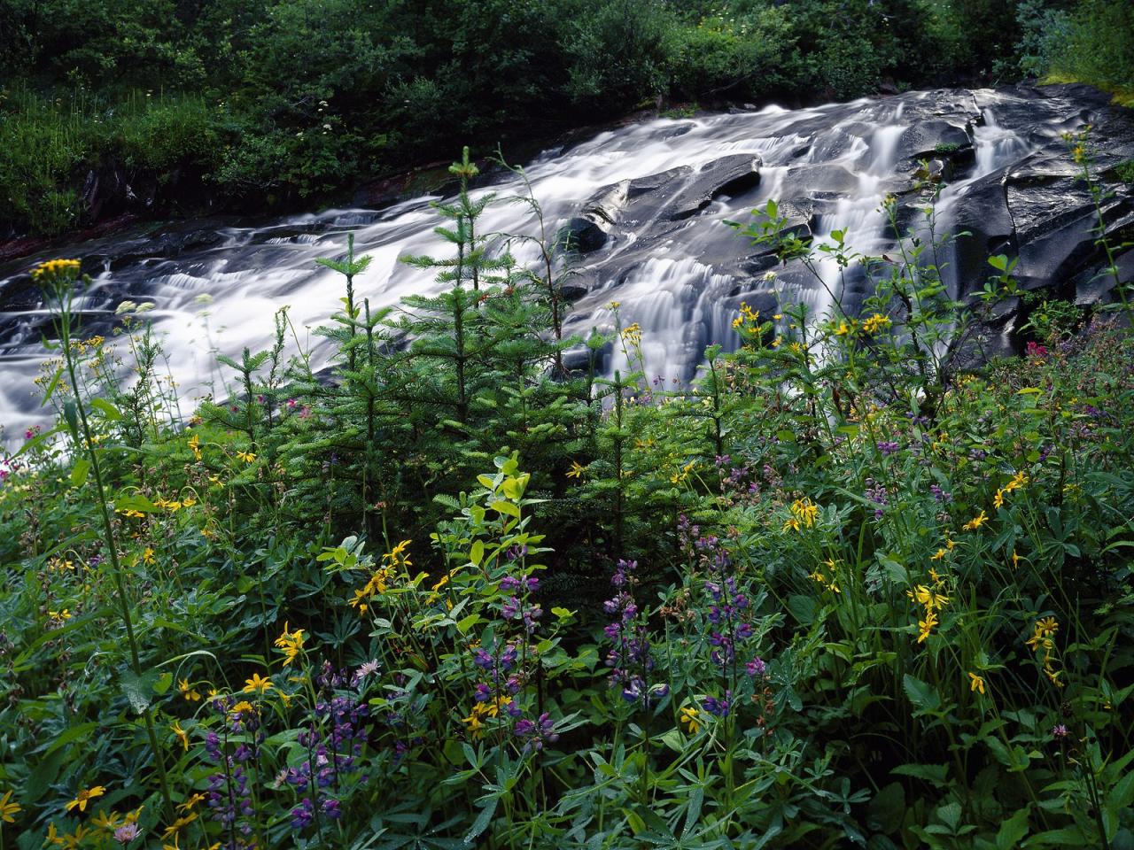 обои Wildflowers Along Paradise Creek,   Mount Rainier National Park,   Washington фото