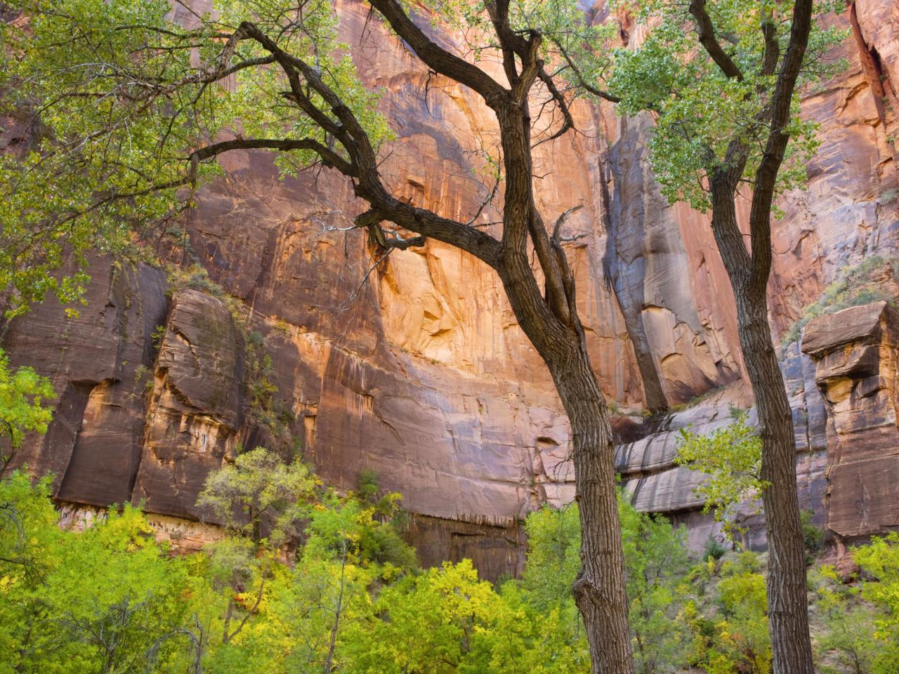 обои Zion National Park. Utah фото